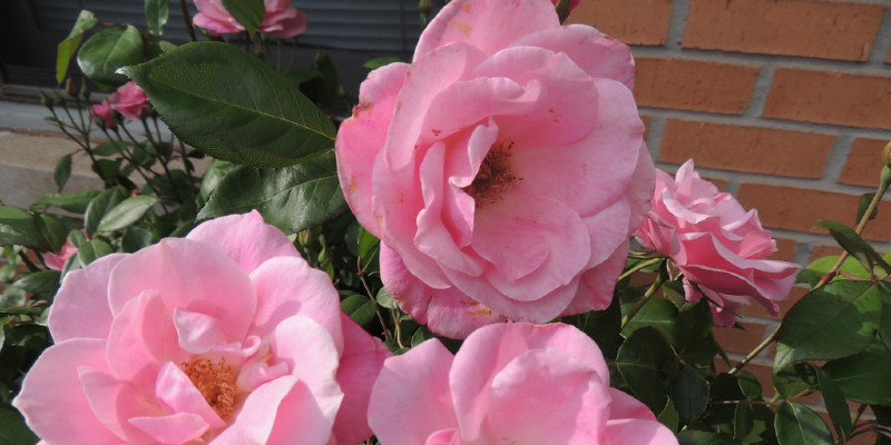 6 Fragrant Roses for an Alluringly Fragrant Garden