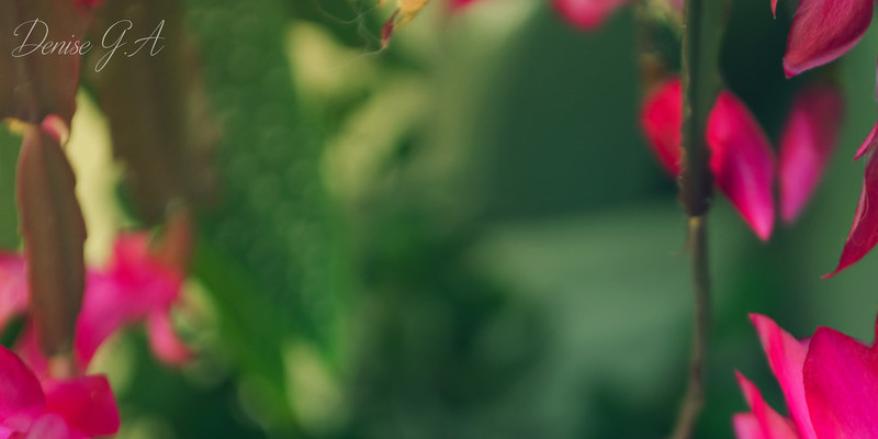 The best way to Start a Butterfly Bush