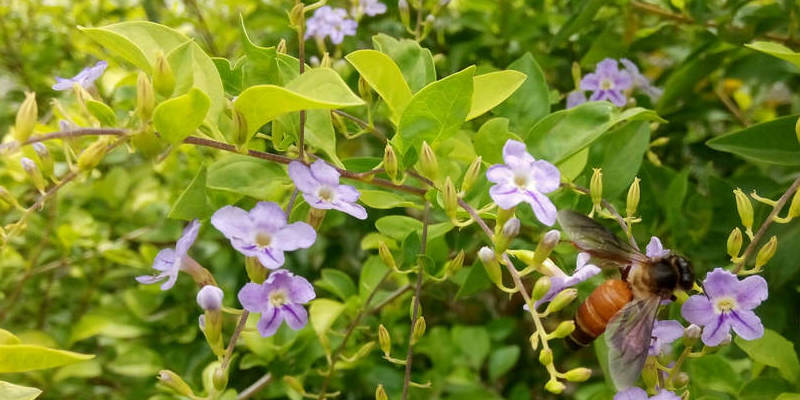 The best way to Plant Jasmine Clippings