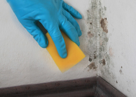 How to Remove Mold Yourself