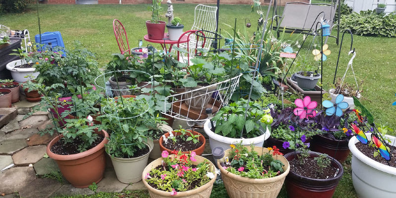 How to Pick Loose Leaf Romaine