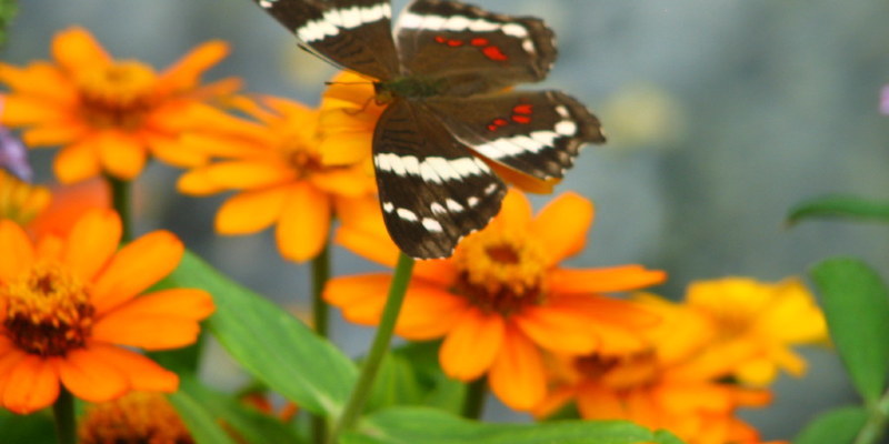 Fall Joy: How to Get 3 Months of Fall Flowers