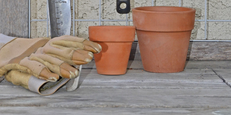 Proper Maintenance of Knock Out Rose Shrubs