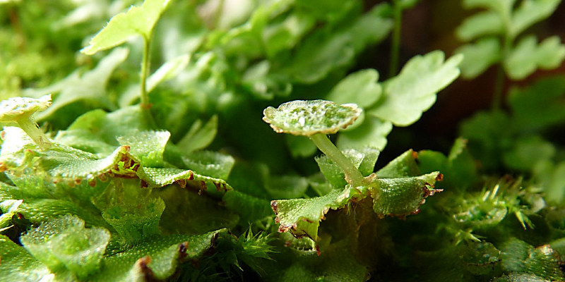 What Plants Have Thorns and Fruit?