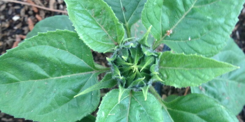 Harvest Time for your Lulu Avocado Tree