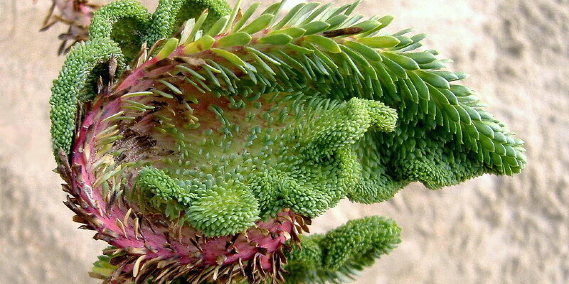 How to Get a Taper on a Reasonable Upright Bonsai